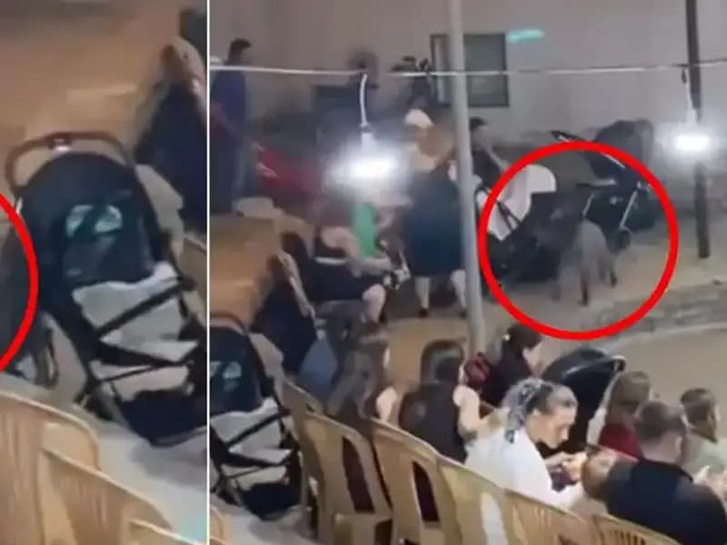 Düğün Törenine Yaban Domuzu Baskını: Panik Anları!