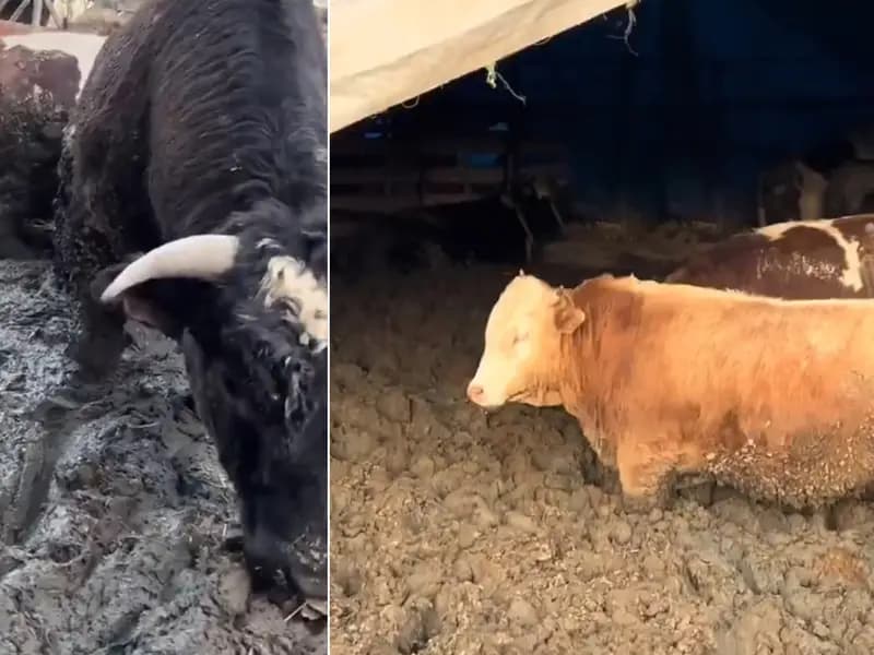 Kurban Bayramı Öncesi Hayvanlara Kötü Muameleye İnceleme Başlatıldı