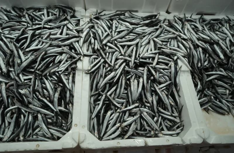 Türkiye, İhracatta Yeni Zirveye Ulaşarak Avrupa Pazarında Öne Çıkıyor!