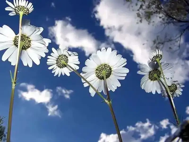 2026 Cemreler Ne Zaman Düşecek? İşte Tarihler ve Detaylar