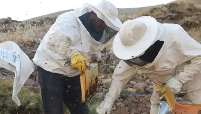 Temeke Yaylası'nda Coğrafi İşaretli İlk Ürün İçin Sağım Başladı!