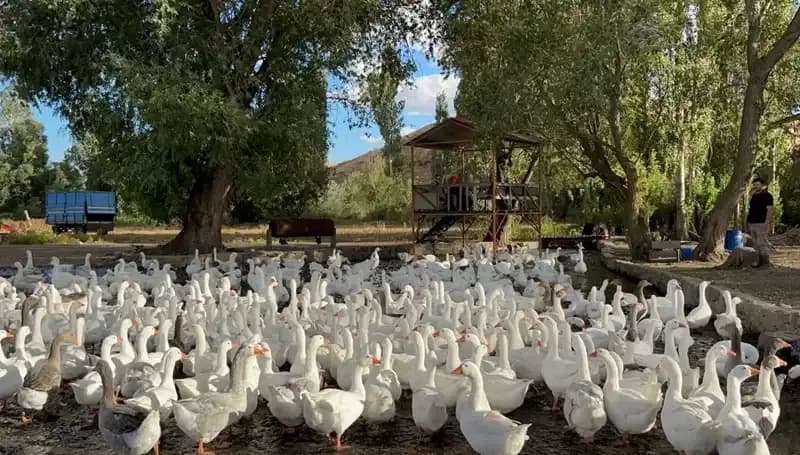 Sofralık Lezzet Fiyatı 2.500'den 6.000'e Çıktı: İzleme Zamanı!