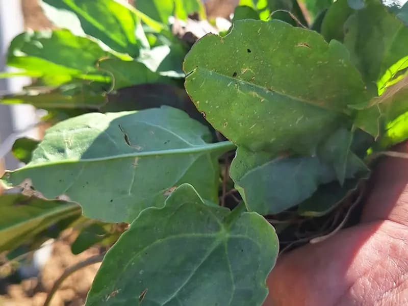 Manisa Sarıgöl'de Baharın Gelmesiyle Ekşi Kulak Toplanıyor