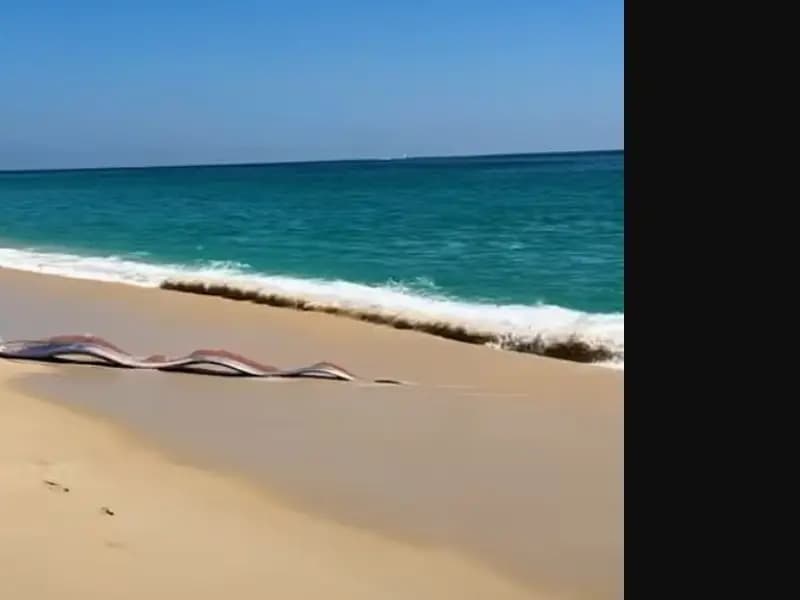 İki Kürek Balığı Cabo San Lucas Sahiline Vurdu: Efsane Yeniden Gündemde