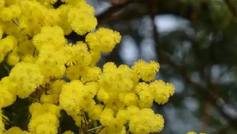 Mimoza Çiçeği: Anlamı, Hikayesi ve Sembolik Değeri Nedir?