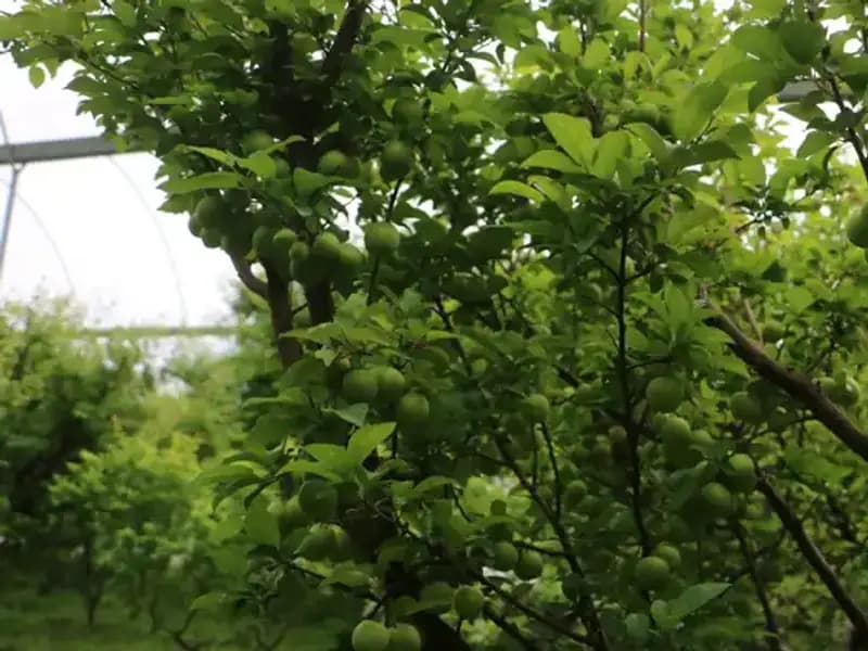 Hatay'da Üretilen Özel Ürünler Artık Dünya Pazarında