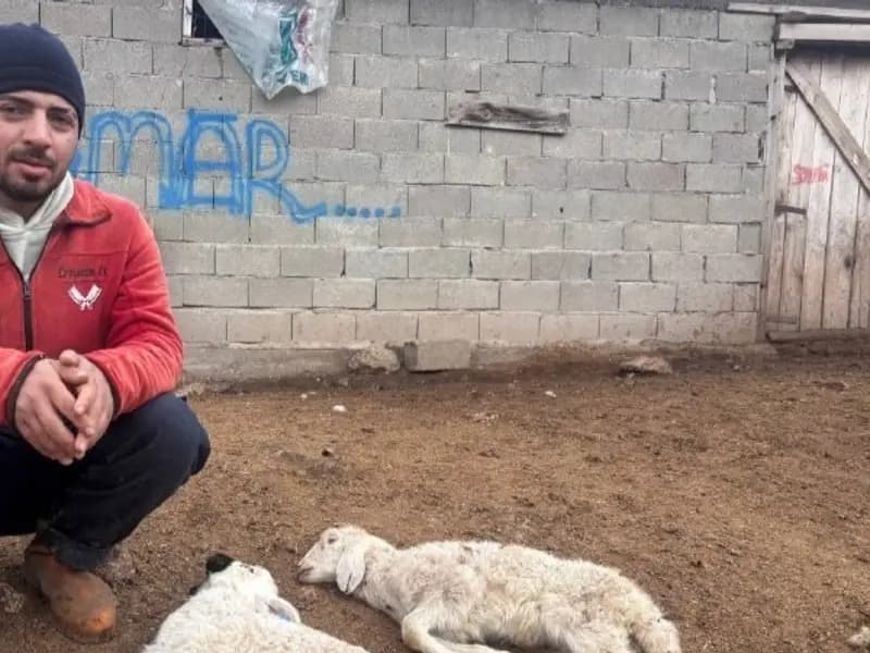 Erzincan'da 50'den Fazla Yeni Doğan Kuzu Aniden Telef Oldu