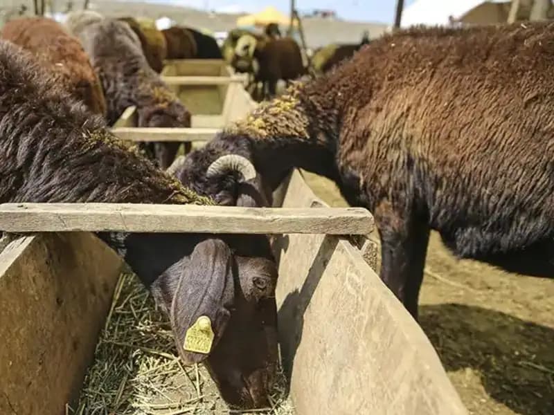 Şap Hastalığı Alarmı: Hayvan Pazarı Kapatıldı, Üreticiler Endişeli!