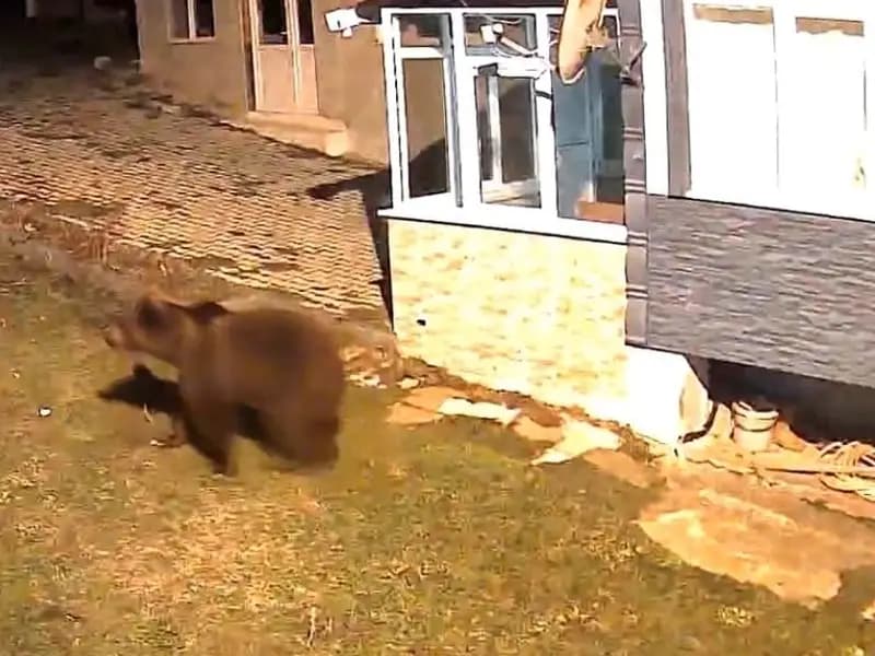 Samsun'da Ayı, Evin Bahçesine Girdi: Güvenlik Kamerasında