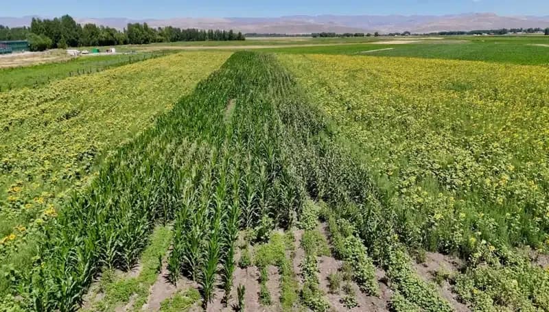 Fide Desteğiyle Yükselen Tarım Hikayesi: Sebze, Meyve ve Tahıl Bir Arada