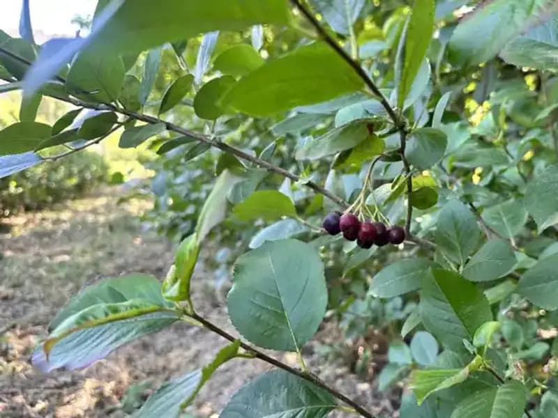 Avustralya'dan Köyüne Dönen Adam, "Süper Meyve" Yetiştirerek Hayatını Değiştirdi