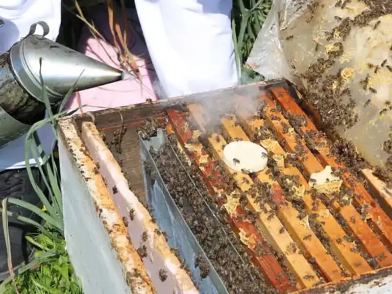 Genç Arıcının Başarısı: Yurt Dışına Bal İhraç Ediyor!