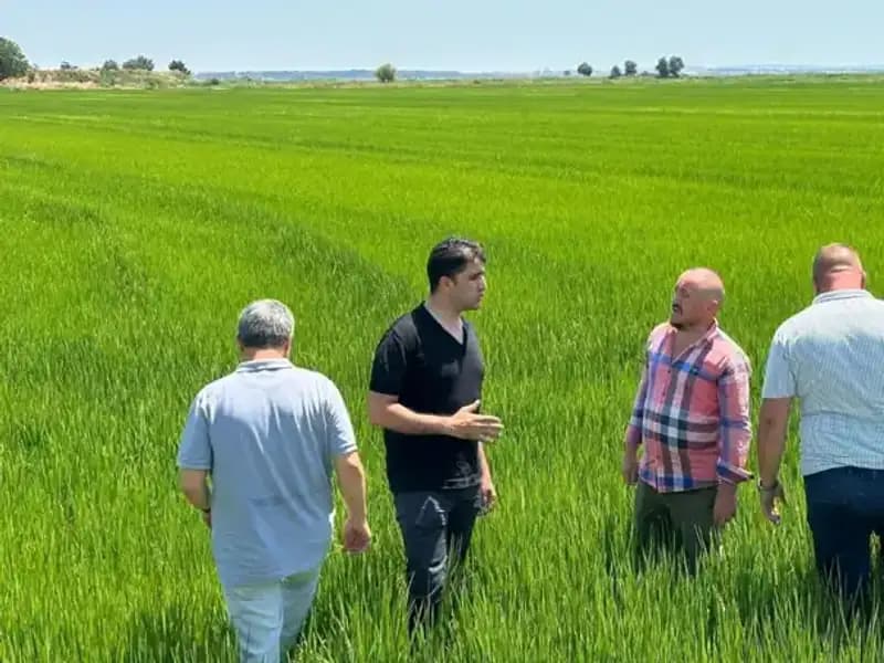 Çeltikte Beklenen Rekor: Yeşil Denizdeki Fırsatlar