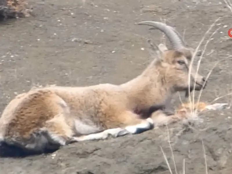 Erzurum'da Kaçak Avcılar, Koruma Altındaki Yaban Keçisini Vurdu