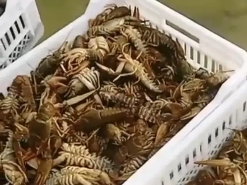 Baraj Gölünde Balıkların Ölümü: Balıkçılar Neden Endişeli?