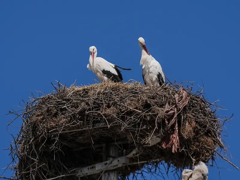 Yaren Leylek'in Eşi Nazlı, Bursa'ya Dönüş Yaptı