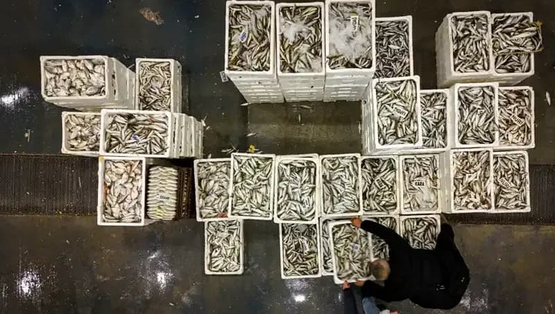 Av Yasağı Başladı: Denizlerin Korunması İçin Neler Değişti?