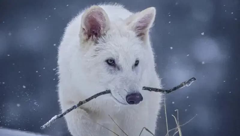 Kaybolmuş Nesilleri Yeniden Hayata Döndürme: Ulukurtlar Projesi