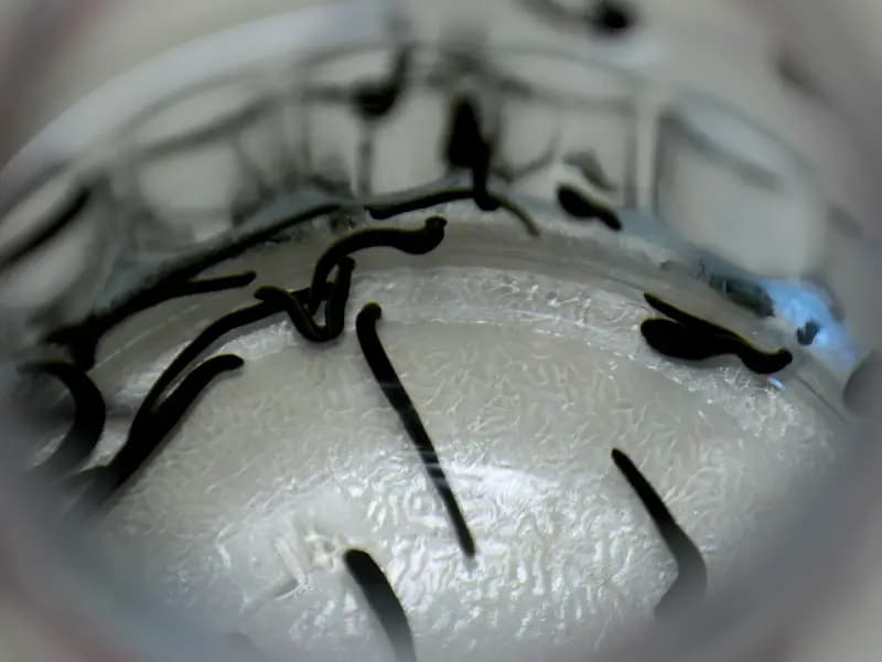 Geleneksel Tıp Uygulamaları İçin Yeni Enstitü Kuruldu