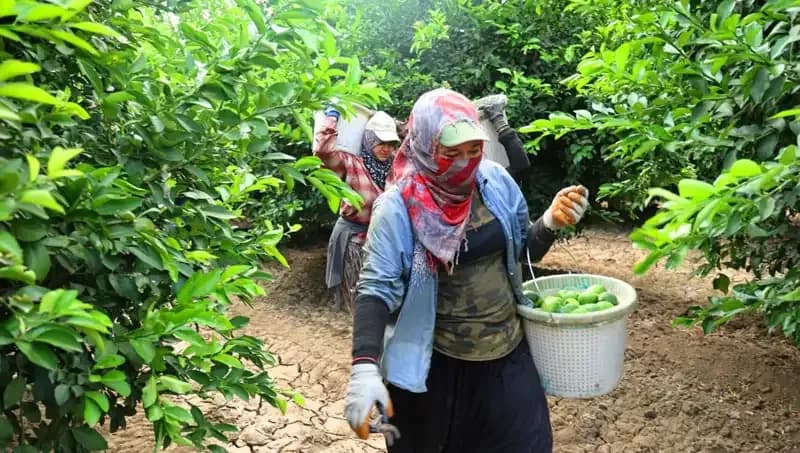 Market Fiyatlarında Şok: Kilosu 150 Lirayı Geçti, Yeni Hasat Geliyor!