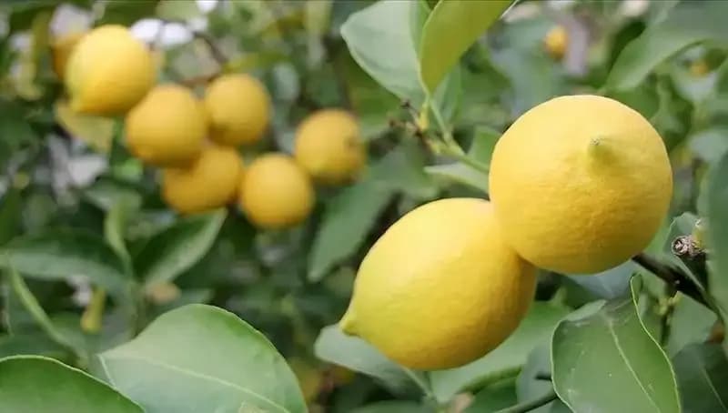 Limon Fiyatları Sıfıra Yakın, Marketlerde 24 Lira ile Satılıyor!
