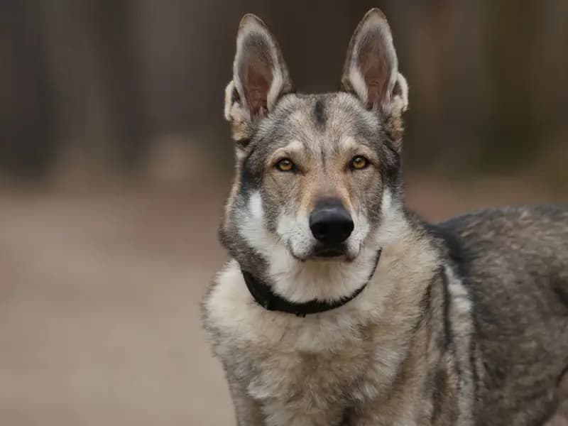 Türkiye'de Bulunan 16 Bin Yıllık En Eski Köpek DNA'sı