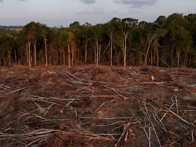 Amazon Ormanları'ndan Asya'ya: Ormansızlaşmanın Korkutucu Etkileri
