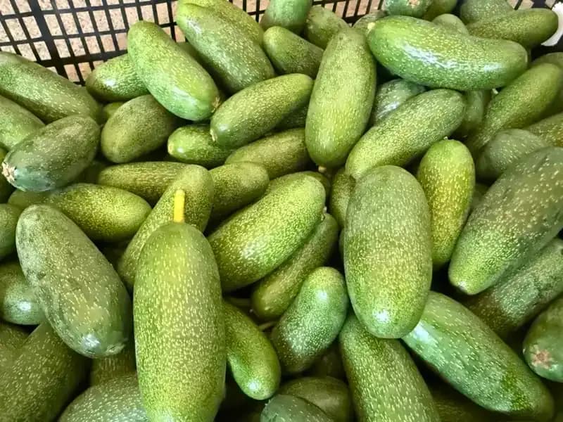 Antalya'nın Yüksek Rekolteli Ürünleri Dünyaya Açılıyor: Ekonomi İçin Fırsatlar!