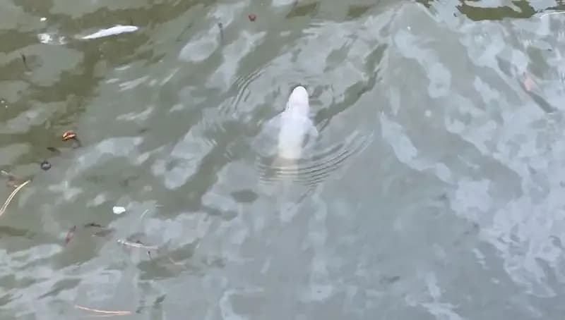 Porsuk Çayı'nda Gizemli Balık Ölümleri: Nedeni Ne Olabilir?