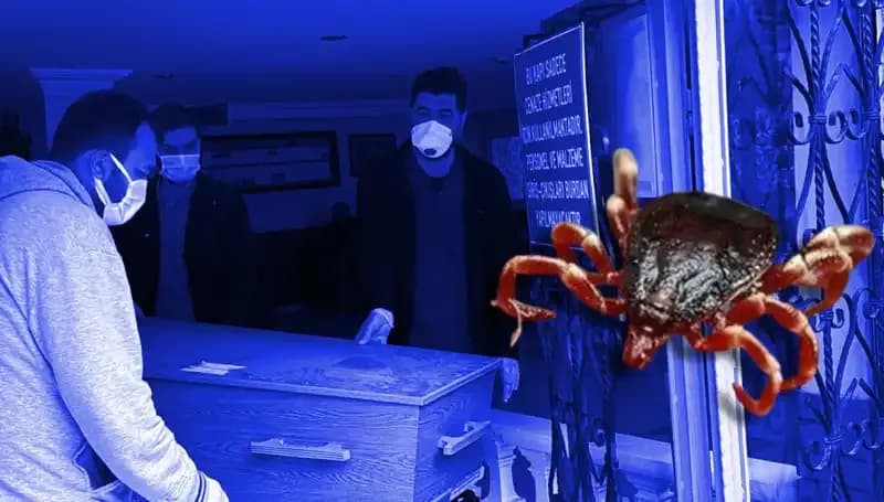 İstanbul'daki Kenelerin Zararsız Olduğu Tespit Edildi: Tüm Bilgiler Burada!