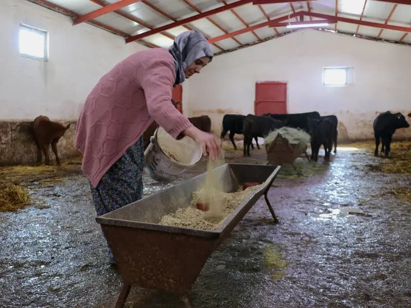 Van'da Besicilikte Kadın Gücü: 5 Ayda Hayvan Sayısı İki Katına Çıktı