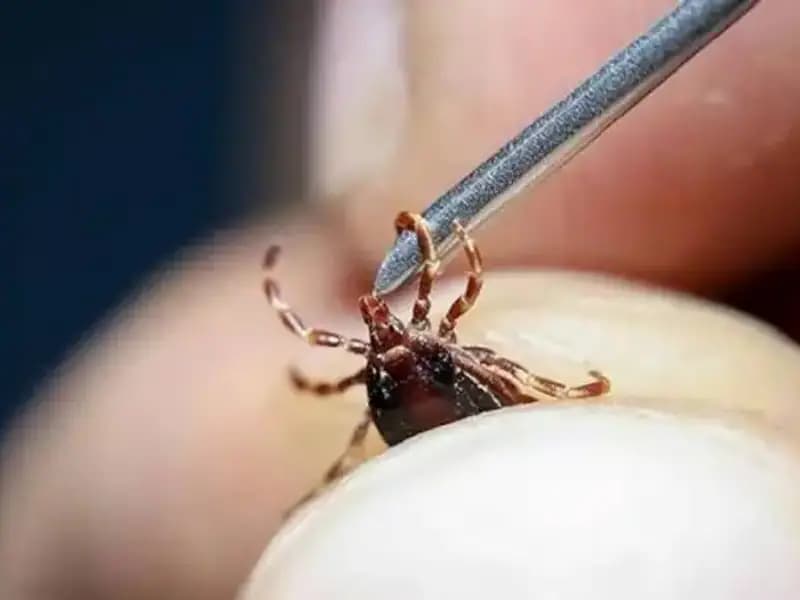 Ankara’da Kene Uyarısı: Artan Popülasyon Tehlikesi Herkes için Risk Oluşturuyor