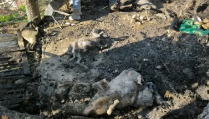 Ağıldaki Korkunç Yangın: 11 Hayvanın Hayatına Mal Oldu