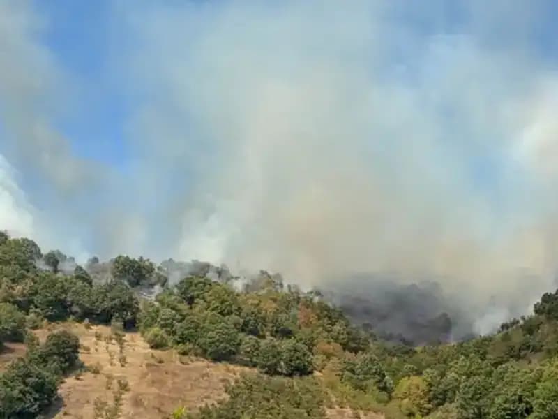 Düzce'de Orman Yangını: Havadan ve Karadan Mücadele Zamanı
