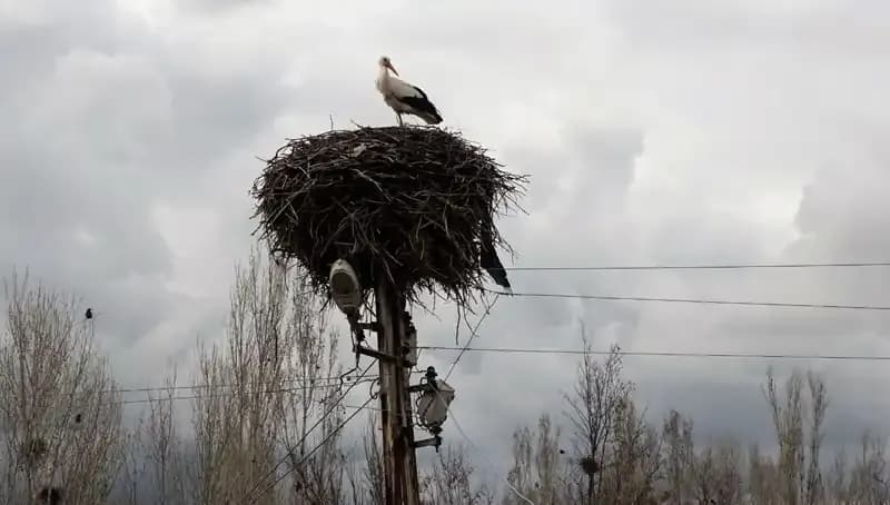 Leylekler Muş Ovası’na Dönüş Yaptı: Doğanın Yeniden Hayat Bulduğu Anlar