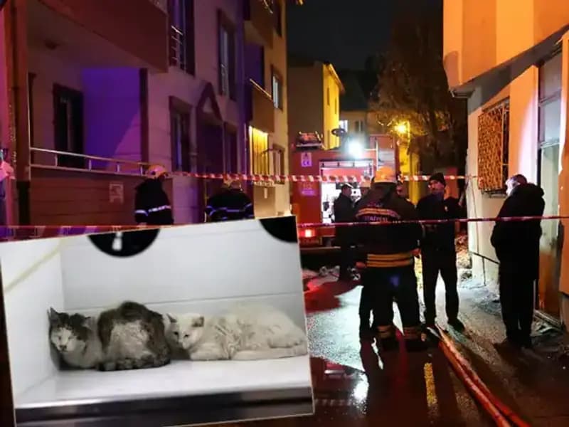 Evde Yangın Faciasında 26 Kedi Hayatını Kaybetti