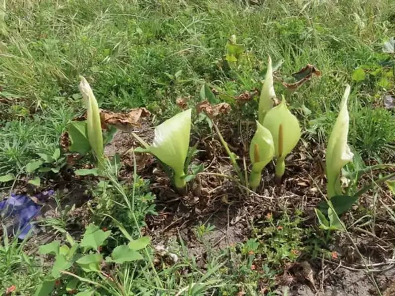 Türkiye'nin Yerel Tohum Hazinesi: Tirşik Türleri Tehdit Altında
