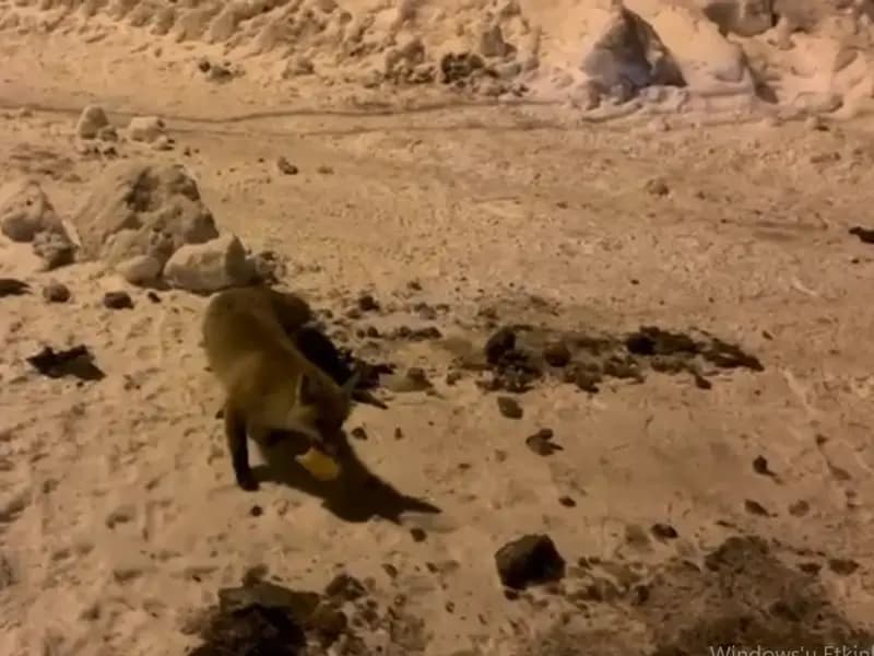 Çataldere'de Aç Kalan Tilkiyi Her Gün Besleyen Köylü