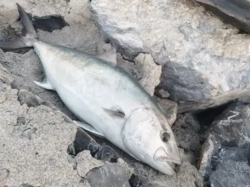 65 Kilogramlık Dev Balık Oltayla Yakalandı, Sahibi 18 Bin TL'ye Satışta