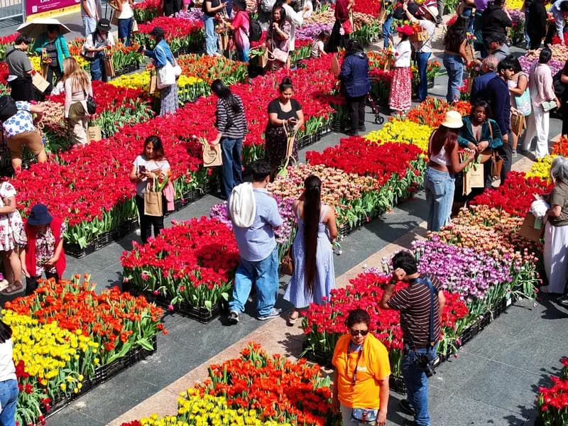 ABD'de Lale Günü: San Francisco'da 80 Bin Çiçek Ücretsiz Dağıtıldı