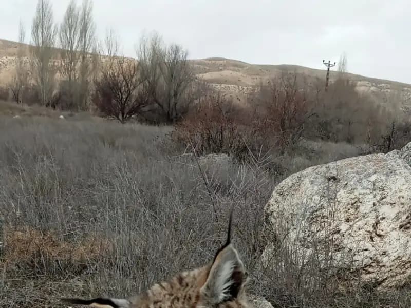 Kayseri'de Nesli Tehlike Altındaki Vaşak Ölü Bulundu