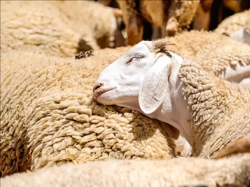 2026 Kurban Bayramı Ne Zaman? Tatil Süresi Hakkında Bilgiler