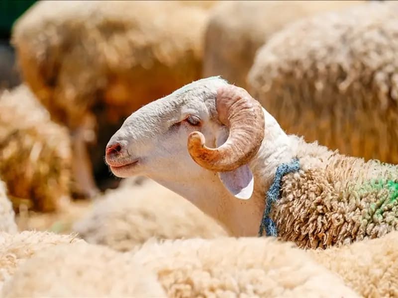 2026 Kurban Bayramı Tatili Tarihleri Belli Oldu