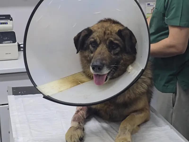 Zonguldak'ta Araca Havlayan Köpek Kurşun Hayata Döndü